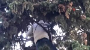 edirnekapi-sehitliginde-evcil-kedi-seferberligi-kamerada-eXd9YUrP.jpg