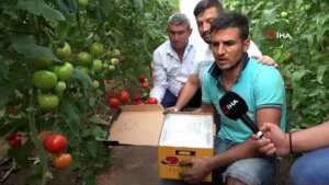 canan-karatayin-domates-tenkitlerine-kumlucali-ureticilerden-sert-reaksiyon-f7YYRgvk.jpg
