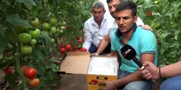 canan-karatayin-domates-tenkitlerine-kumlucali-ureticilerden-sert-reaksiyon-f7YYRgvk.jpg