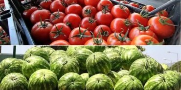 hos-cildin-sirri-karpuz-ve-domates-KjBbrlz8.jpg