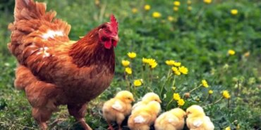 kalp-cerrahindan-gezen-tavuklarla-ilgili-ezber-bozan-kelamlar-hastalik-bulasabilir-FSK7PUD5.jpg