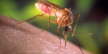 sivrisinekler-neden-kimi-bireyleri-daha-fazla-isirir-HYcnJTWe.jpg