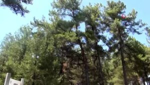 tab-baskani-sahin-ithal-apiterapi-eserleri-standartlara-uygun-degil-w21JId1m.jpg