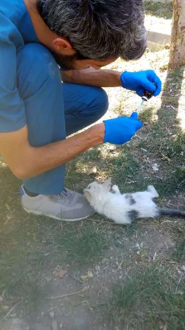 tokatta-kres-etrafindaki-yavru-kedilere-kuduz-asisi-FhY6vLaS.jpg