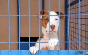 veteriner-psikolog-tamer-dodurka-pitbull-saldiriyorsa-kabahat-sahibindedir-s97Asjnd.jpg