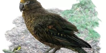 yeni-zelandada-19-milyon-yil-evvel-yasayan-bir-metrelik-papagan-fosili-bulundu-4fmcH6J7.jpg